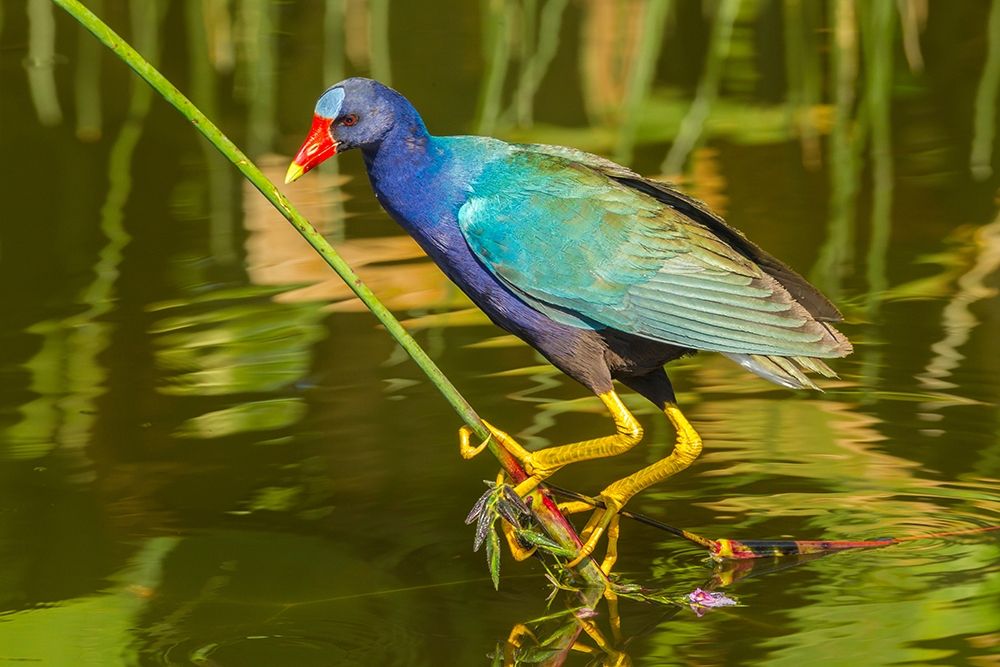 Florida-Wakodahatchee Wetlands Purple gallinule foraging for nesting material